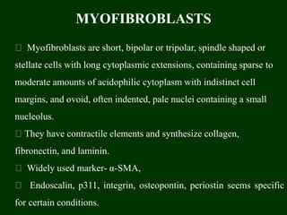 MYOFIBROBLASTS
Myofibroblasts are short, bipolar or tripolar, spindle shaped or
stellate cells with long cytoplasmic extensions, containing sparse to
moderate amounts of acidophilic cytoplasm with indistinct cell
margins, and ovoid, often indented, pale nuclei containing a small
nucleolus.
They have contractile elements and synthesize collagen,
fibronectin, and laminin.
Widely used marker- α-SMA,
Endoscalin, p311, integrin, osteopontin, periostin seems specific
for certain conditions.
 