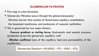 Comprehensive Overview of Urine Formation and Glomerular Filtration ...