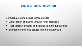 Comprehensive Overview of Urine Formation and Glomerular Filtration ...