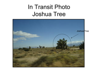 In Transit Photo
  Joshua Tree

            Joshua Tree Joshua Tree
 