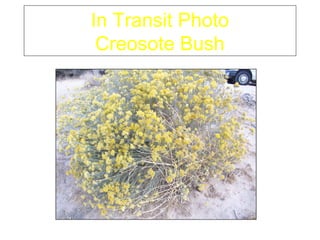 In Transit Photo
 Creosote Bush
 