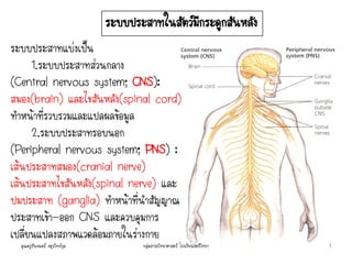 ระบบประสาทแบ่งเป็น
1.ระบบประสาทส่วนกลาง
(Central nervous system; CNS):
สมอง(brain) และไขสันหลัง(spinal cord)
ทาหน้าที่รวบรวมและแปลผลข้อมูล
2.ระบบประสาทรอบนอก
(Peripheral nervous system; PNS) :
เส้นประสาทสมอง(cranial nerve)
เส้นประสาทไขสันหลัง(spinal nerve) และ
ปมประสาท (ganglia) ทาหน้าที่นาสัญญาณ
ประสาทเข้า-ออก CNS และควบคุมการ
เปลี่ยนแปลงสภาพแวดล้อมภายในร่างกาย
ระบบประสาทในสัตว์มีกระดูกสันหลัง
คุณครูธันยมลธ์ จตุรวิทย์กุล 1กลุ่มสาระวิทยาศาสตร์ โรงเรียนสตรีวิทยา
 