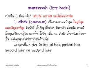คุณครูธันยมลธ์ จตุรวิทย์กุล กลุ่มสาระวิทยาศาสตร์ โรงเรียนสตรีวิทยา 11
แบ่งเป็น 3 ส่วน ได้แก่ เซรีบรัม ทาลามัส และไฮโพทาลามัส
1. เซรีบรัม (cerebrum) เป็นสมองส่วนหน้าสุด ใหญ่ที่สุด
และเจริญมากที่สุด มีหน้าที่ เก็บข้อมูลสิ่งต่างๆ มีความจา ความคิด เชาวน์
เป็นศูนย์รับความรู้สึก มองเห็น ได้ยิน กลิ่น รส สัมผัส เจ็บ-ปวด ร้อน-
เย็น และควบคุมการทางานของกล้ามเนื้อ
แบ่งออกเป็น 4 ส่วน คือ frontal lobe, parietal lobe,
temporal lobe และ occipital lobe
สมองส่วนหน้า (fore brain)
 