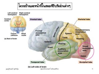 โครงสร้างและหน้าที่ในสมองซีรีบรัมส่วนต่างๆ
คุณครูธันยมลธ์ จตุรวิทย์กุล 12กลุ่มสาระวิทยาศาสตร์ โรงเรียนสตรีวิทยา
 