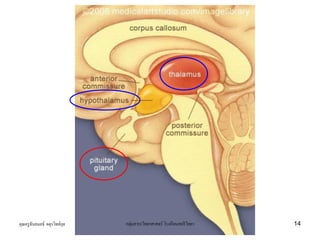 คุณครูธันยมลธ์ จตุรวิทย์กุล กลุ่มสาระวิทยาศาสตร์ โรงเรียนสตรีวิทยา 14
 