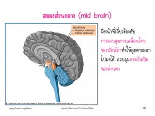 คุณครูธันยมลธ์ จตุรวิทย์กุล กลุ่มสาระวิทยาศาสตร์ โรงเรียนสตรีวิทยา 16
มีหน้าที่เกี่ยวข้องกับ
การควบคุมการเคลื่อนไหว
ของนัยน์ตาทาให้ลูกตากลอก
ไปมาได้ ควบคุมการเปิดปิด
ของม่านตา
สมองส่วนกลาง (mid brain)
 