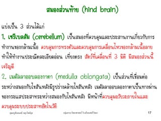 คุณครูธันยมลธ์ จตุรวิทย์กุล กลุ่มสาระวิทยาศาสตร์ โรงเรียนสตรีวิทยา 17
แบ่งเป็น 3 ส่วนได้แก่
1. เซรีเบลลัม (cerebellum) เป็นสมองที่ควบคุมและประสานงานเกี่ยวกับการ
ทางานของกล้ามเนื้อ ควบคุมการทรงตัวและควบคุมการเคลื่อนไหวของกล้ามเนื้อลาย
ทาให้ทางานประณีตละเอียดอ่อน เที่ยงตรง สัตว์ที่เคลื่อนที่ 3 มิติ มีสมองส่วนนี้
เจริญดี
2. เมดัลลาออบลองกาตา (medulla oblongata) เป็นส่วนที่เชื่อมต่อ
ระหว่างสมองกับไขสันหลังมีรูปร่างคล้ายไขสันหลัง เมดัลลาออบลองกาตาเป็นทางผ่าน
ของกระแสประสาทระหว่างสมองกับไขสันหลัง มีหน้าที่ควบคุมอวัยวะภายในและ
ควบคุมระบบประสาทอัตโนวัติ
สมองส่วนท้าย (hind brain)
 