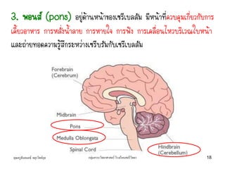 คุณครูธันยมลธ์ จตุรวิทย์กุล กลุ่มสาระวิทยาศาสตร์ โรงเรียนสตรีวิทยา 18
3. พอนส์ (pons) อยู่ด้านหน้าของเซรีเบลลัม มีหน้าที่ควบคุมเกี่ยวกับการ
เคี้ยวอาหาร การหลั่งน้าลาย การหายใจ การฟัง การเคลื่อนไหวบริเวณใบหน้า
และถ่ายทอดความรู้สึกระหว่างเซรีบรัมกับเซรีเบลลัม
 