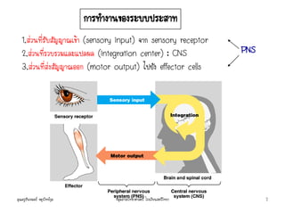 1.ส่วนที่รับสัญญาณเข้า (sensory input) จาก sensory receptor
2.ส่วนที่รวบรวมและแปลผล (integration center) : CNS
3.ส่วนที่ส่งสัญญาณออก (motor output) ไปยัง effector cells
การทางานของระบบประสาท
PNS
คุณครูธันยมลธ์ จตุรวิทย์กุล 2กลุ่มสาระวิทยาศาสตร์ โรงเรียนสตรีวิทยา
 