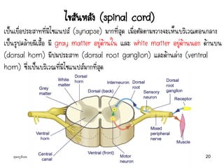 คุณครูธันยมลธ์ จตุรวิทย์กุล กลุ่มสาระวิทยาศาสตร์ โรงเรียนสตรีวิทยา 20
ไขสันหลัง (spinal cord)
เป็นเยื่อประสาทที่มีไซแนปส์ (synapse) มากที่สุด เมื่อตัดตามขวางจะเห็นบริเวณตอนกลาง
เป็นรูปคล้ายผีเสื้อ มี gray matter อยู่ด้านใน และ white matter อยู่ด้านนอก ด้านบน
(dorsal horn) มีปมประสาท (dorsal root ganglion) และด้านล่าง (ventral
horn) ซึ่งเป็นบริเวณที่มีไซแนปส์มากที่สุด
 