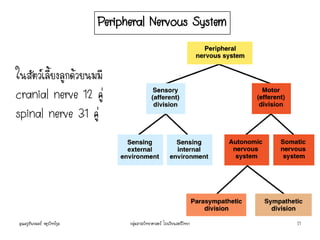 Peripheral Nervous System
ในสัตว์เลี้ยงลูกด้วยนมมี
cranial nerve 12 คู่
spinal nerve 31 คู่
คุณครูธันยมลธ์ จตุรวิทย์กุล 21กลุ่มสาระวิทยาศาสตร์ โรงเรียนสตรีวิทยา
 
