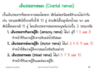 คุณครูธันยมลธ์ จตุรวิทย์กุล กลุ่มสาระวิทยาศาสตร์ โรงเรียนสตรีวิทยา 22
เป็นเส้นประสาทที่ออกมาจากสมองโดยตรง สัตว์แต่ละชนิดจะมีจานวนไม่เท่ากัน
เช่น ปลาและสัตว์ครึ่งบกครึ่งน้ามี 10 คู่ ส่วนสัตว์เลี้ยงลูกด้วยน้านม นก และ
สัตว์เลื้อยคลานมี 12 คู่ โดยเส้นประสาทสมองของมนุษย์แบ่งเป็น 3 ประเภทคือ
1. เส้นประสาทรับความรู้สึก (sensory nerve) ได้แก่ คู่ที่ 1 2 และ 8
ทาหน้าที่รับความรู้สึกจากอวัยวะส่งไปยังสมอง
2. เส้นประสาทส่งความรู้สึก (motor nerve) ได้แก่ 3 4 6 11 และ 12
ทาหน้าที่สั่งความรู้สึกจากสมองไปยังอวัยวะต่างๆ
3. เส้นประสาทผสม (mixed nerve) ได้แก่ 5 7 9 และ 10
ทาหน้าที่รับความรู้สึกและส่งความรู้สึก
เส้นประสาทสมอง (Cranial nerves)
 