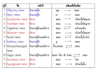 คุณครูธันยมลธ์ จตุรวิทย์กุล กลุ่มสาระวิทยาศาสตร์ โรงเรียนสตรีวิทยา 23
คู่ที่ ชื่อ หน้าที่ อวัยวะที่เกี่ยวข้อง
1
2
3
4
5
6
7
8
9
10
11
12
Olfactory nerve
Optic nerve
Oculomotor nerve
Trochlear nerve
Trigeminal nerve
Abducent nerve
Facial nerve
Auditory nerve
Glossopharyngeal
nerve
Vagus nerve
Accessory nerve
Hypoglossal nerve
รับความรู้สึก
รับความรู้สึก
สั่งการ
สั่งการ
รับความรู้สึกและสั่งการ
สั่งการ
รับความรู้สึกและสั่งการ
รับความรู้สึก
รับความรู้สึกและสั่งการ
รับความรู้สึกและสั่งการ
สั่งการ
สั่งการ
จมูก
ตา
สมอง
สมอง
สมอง
สมอง
สมอง
หู
ลิ้น,คอหอย
ช่องอก ท้อง หัว ลาคอ
สมอง
สมอง
สมอง
สมอง
กล้ามเนื้อยึดลูกตา
กล้ามเนื้อยึดลูกตา
หน้าและฟัน
กล้ามเนื้อยึดลูกตา
กล้ามเนื้อใบหน้า
สมอง
สมอง
สมอง
ไหล่
กล้ามเนื้อลิ้น
 