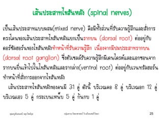 คุณครูธันยมลธ์ จตุรวิทย์กุล กลุ่มสาระวิทยาศาสตร์ โรงเรียนสตรีวิทยา 25
เส้นประสาทไขสันหลัง (spinal nerves)
เป็นเส้นประสาทแบบผสม(mixed nerve) คือมีทั้งส่วนที่รับความรู้สึกและสั่งการ
ตรงโคนของเส้นประสาทไขสันหลังแยกเป็นรากบน (dorsal root) ต่ออยู่กับ
ดอร์ซัลฮอร์นของไขสันหลังทาหน้าที่รับความรู้สึก เนื่องจากมีปมประสาทรากบน
(dorsal root ganglion) ซึ่งตัวเซลล์รับความรู้สึกมีเดนไดรต์และแอกซอนจาก
รากบนยื่นเข้าไปในไขสันหลังและรากล่าง(ventral root) ต่ออยู่กับเวนทรัลฮอร์น
ทาหน้าที่สั่งการออกจากไขสันหลัง
เส้นประสาทไขสันหลังของคนมี 31 คู่ ดังนี้ บริเวณคอ 8 คู่ บริเวณอก 12 คู่
บริเวณเอว 5 คู่ กระเบนเหน็บ 5 คู่ ก้นกบ 1 คู่
 
