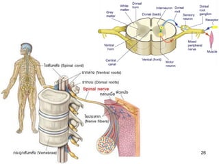 คุณครูธันยมลธ์ จตุรวิทย์กุล กลุ่มสาระวิทยาศาสตร์ โรงเรียนสตรีวิทยา 26
 