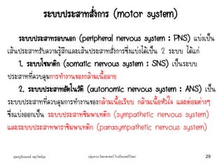 คุณครูธันยมลธ์ จตุรวิทย์กุล กลุ่มสาระวิทยาศาสตร์ โรงเรียนสตรีวิทยา 29
ระบบประสาทรอบนอก (peripheral nervous system : PNS) แบ่งเป็น
เส้นประสาทรับความรู้สึกและเส้นประสาทสั่งการซึ่งแบ่งได้เป็น 2 ระบบ ได้แก่
1. ระบบโซมาติก (somatic nervous system : SNS) เป็นระบบ
ประสาทที่ควบคุมการทางานของกล้ามเนื้อลาย
2. ระบบประสาทอัตโนวัติ (autonomic nervous system : ANS) เป็น
ระบบประสาทที่ควบคุมการทางานของกล้ามเนื้อเรียบ กล้ามเนื้อหัวใจ และต่อมต่างๆ
ซึ่งแบ่งออกเป็น ระบบประสาทซิมพาเทติก (sympathetic nervous system)
และระบบประสาทพาราซิมพาเทติก (parasympathetic nervous system)
ระบบประสาทสั่งการ (motor system)
 