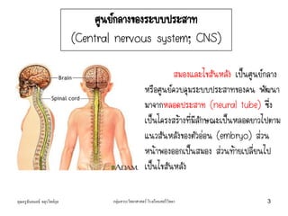 คุณครูธันยมลธ์ จตุรวิทย์กุล กลุ่มสาระวิทยาศาสตร์ โรงเรียนสตรีวิทยา 3
สมองและไขสันหลัง เป็นศูนย์กลาง
หรือศูนย์ควบคุมระบบประสาทของคน พัฒนา
มาจากหลอดประสาท (neural tube) ซึ่ง
เป็นโครงสร้างที่มีลักษณะเป็นหลอดยาวไปตาม
แนวสันหลังของตัวอ่อน (embryo) ส่วน
หน้าพองออกเป็นสมอง ส่วนท้ายเปลี่ยนไป
เป็นไขสันหลัง
ศูนย์กลางของระบบประสาท
(Central nervous system; CNS)
 