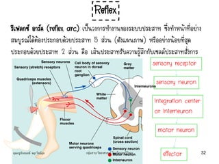 Reflex
คุณครูธันยมลธ์ จตุรวิทย์กุล 32กลุ่มสาระวิทยาศาสตร์ โรงเรียนสตรีวิทยา
motor neuron
integration center
or interneuron
sensory receptor
sensory neuron
effector
รีเฟลกซ์ อาร์ค (reflex arc) เป็นวงการทางานของระบบประสาท ซึ่งทาหน้าที่อย่าง
สมบูรณ์ได้ต้องประกอบด้วยประสาท 5 ส่วน (ดังแผนภาพ) หรืออย่างน้อยที่สุด
ประกอบด้วยประสาท 2 ส่วน คือ เส้นประสาทรับความรู้สึกกับเซลล์ประสาทสั่งการ
 