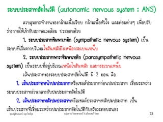 คุณครูธันยมลธ์ จตุรวิทย์กุล กลุ่มสาระวิทยาศาสตร์ โรงเรียนสตรีวิทยา 33
ควบคุมการทางานของกล้ามเนื้อเรียบ กล้ามเนื้อหัวใจ และต่อมต่างๆ เพื่อปรับ
ร่างกายให้เข้ากับสภาพแวดล้อม ประกอบด้วย
1. ระบบประสาทซิมพาเทติก (sympathetic nervous system) เป็น
ระบบที่เริ่มจากบริเวณไขสันหลังถึงเหนือกระเบนเหน็บ
2. ระบบประสาทพาราซิมพาเทติก (parasympathetic nervous
system) เป็นระบบที่อยู่บริเวณเหนือไขสันหลัง และกระเบนเหน็บ
เส้นประสาทของระบบประสาทอัตโนวัติ มี 2 ตอน คือ
1. เส้นประสาทหน้าปมประสาทหรือเซลล์ประสาทก่อนปมประสาท เชื่อมระหว่าง
ระบบประสาทส่วนกลางกับปมประสาทอัตโนวัติ
2. เส้นประสาทหลังปมประสาทหรือเซลล์ประสาทหลังปมประสาท เป็น
เส้นประสาทที่เชื่อมระหว่างปมประสาทอัตโนวัติกับอวัยวะตอบสนอง
ระบบประสาทอัตโนวัติ (autonomic nervous system : ANS)
 