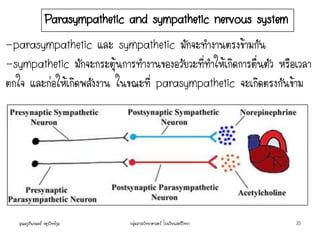 Parasympathetic and sympathetic nervous system
-parasympathetic และ sympathetic มักจะทางานตรงข้ามกัน
-sympathetic มักจะกระตุ้นการทางานของอวัยวะที่ทาให้เกิดการตื่นตัว หรือเวลา
ตกใจ และก่อให้เกิดพลังงาน ในขณะที่ parasympathetic จะเกิดตรงกันข้าม
คุณครูธันยมลธ์ จตุรวิทย์กุล 35กลุ่มสาระวิทยาศาสตร์ โรงเรียนสตรีวิทยา
 