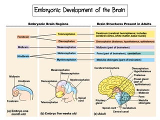 Embryonic Development of the Brain
คุณครูธันยมลธ์ จตุรวิทย์กุล 4กลุ่มสาระวิทยาศาสตร์ โรงเรียนสตรีวิทยา
 