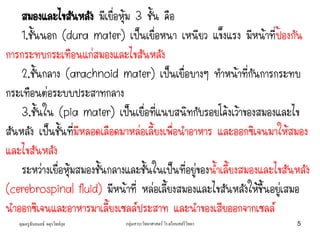 คุณครูธันยมลธ์ จตุรวิทย์กุล กลุ่มสาระวิทยาศาสตร์ โรงเรียนสตรีวิทยา 5
สมองและไขสันหลัง มีเยื่อหุ้ม 3 ชั้น คือ
1.ชั้นนอก (dura mater) เป็นเยื่อหนา เหนียว แข็งแรง มีหน้าที่ป้องกัน
การกระทบกระเทือนแก่สมองและไขสันหลัง
2.ชั้นกลาง (arachnoid mater) เป็นเยื่อบางๆ ทาหน้าที่กันการกระทบ
กระเทือนต่อระบบประสาทกลาง
3.ชั้นใน (pia mater) เป็นเยื่อที่แนบสนิทกับรอยโค้งเว้าของสมองและไข
สันหลัง เป็นชั้นที่มีหลอดเลือดมาหล่อเลี้ยงเพื่อนาอาหาร และออกซิเจนมาให้สมอง
และไขสันหลัง
ระหว่างเยื่อหุ้มสมองชั้นกลางและชั้นในเป็นที่อยู่ของน้าเลี้ยงสมองและไขสันหลัง
(cerebrospinal fluid) มีหน้าที่ หล่อเลี้ยงสมองและไขสันหลังให้ชื้นอยู่เสมอ
นาออกซิเจนและอาหารมาเลี้ยงเซลล์ประสาท และนาของเสียออกจากเซลล์
 