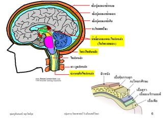คุณครูธันยมลธ์ จตุรวิทย์กุล กลุ่มสาระวิทยาศาสตร์ โรงเรียนสตรีวิทยา 6
 