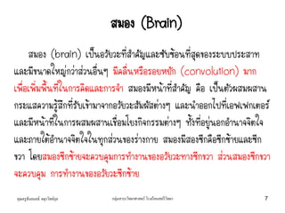 คุณครูธันยมลธ์ จตุรวิทย์กุล กลุ่มสาระวิทยาศาสตร์ โรงเรียนสตรีวิทยา 7
สมอง (Brain)
สมอง (brain) เป็นอวัยวะที่สาคัญและซับซ้อนที่สุดของระบบประสาท
และมีขนาดใหญ่กว่าส่วนอื่นๆ มีคลื่นหรือรอยหยัก (convolution) มาก
เพื่อเพิ่มพื้นที่ในการคิดและการจา สมองมีหน้าที่สาคัญ คือ เป็นตัวผสมผสาน
กระแสความรู้สึกที่รับเข้ามาจากอวัยวะสัมผัสต่างๆ และนาออกไปที่เอฟเฟกเตอร์
และมีหน้าที่ในการผสมผสานเชื่อมโยงกิจกรรมต่างๆ ทั้งที่อยู่นอกอานาจจิตใจ
และภายใต้อานาจจิตใจในทุกส่วนของร่างกาย สมองมีสองซีกคือซีกซ้ายและซีก
ขวา โดยสมองซีกซ้ายจะควบคุมการทางานของอวัยวะทางซีกขวา ส่วนสมองซีกขวา
จะควบคุม การทางานของอวัยวะซีกซ้าย
 