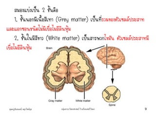 คุณครูธันยมลธ์ จตุรวิทย์กุล กลุ่มสาระวิทยาศาสตร์ โรงเรียนสตรีวิทยา 9
สมองแบ่งเป็น 2 ชั้นคือ
1. ชั้นนอกมีเนื้อสีเทา (Grey matter) เป็นที่รวมของตัวเซลล์ประสาท
และแอกซอนชนิดไม่มีเยื่อไมอีลินหุ้ม
2. ชั้นในมีสีขาว (White matter) เป็นสารพวกไขมัน ตัวเซลล์ประสาทมี
เยื่อไมอีลินหุ้ม
 