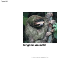 Figure 1.6-7
Kingdom Animalia
© 2016 Pearson Education, Ltd.
 