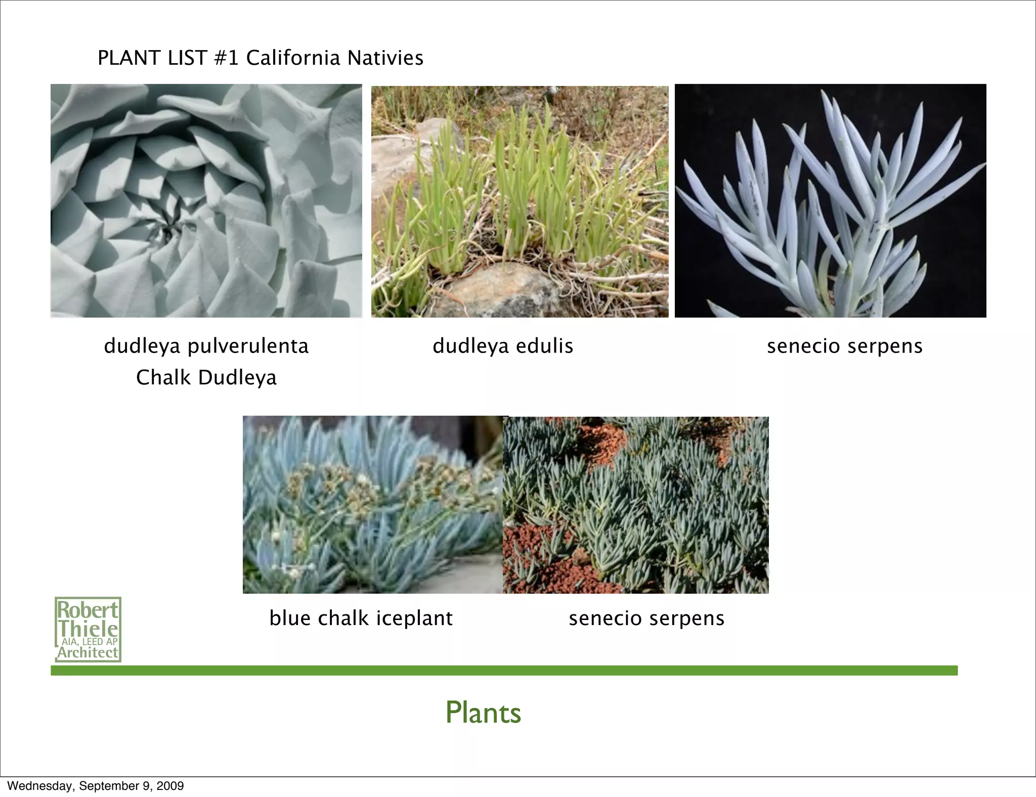 PLANT LIST #1 California Nativies




               dudleya pulverulenta               dudleya edulis                 senecio serpens
                    Chalk Dudleya




                                blue chalk iceplant            senecio serpens



                                                   Plants

Wednesday, September 9, 2009
 
