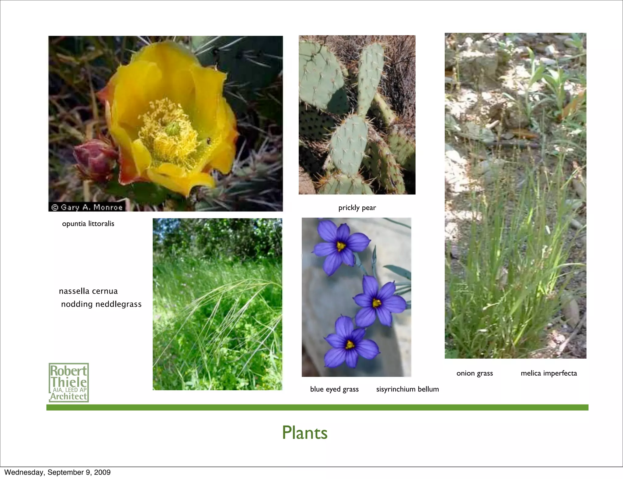 prickly pear

               opuntia littoralis




              nassella cernua
              nodding neddlegrass




                                                                                    onion grass   melica imperfecta

                                       blue eyed grass        sisyrinchium bellum




                                    Plants
Wednesday, September 9, 2009
 