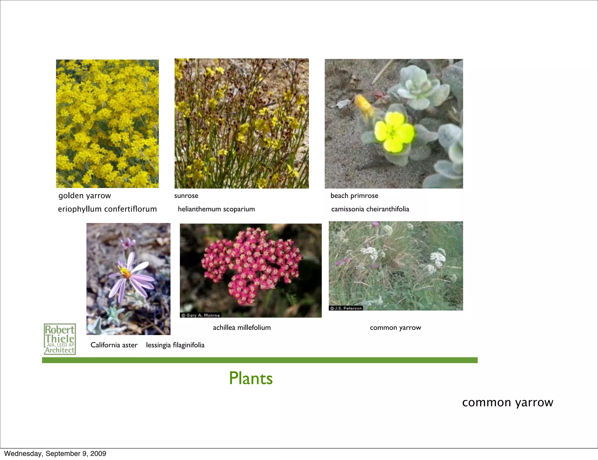 golden yarrow                         sunrose                               beach primrose
              eriophyllum confertiﬂorum              helianthemum scoparium               camissonia cheiranthifolia




                                                                   achillea millefolium               common yarrow

                       California aster   lessingia ﬁlaginifolia



                                                                        Plants
                                                                                                                       common yarrow



Wednesday, September 9, 2009
 