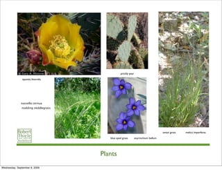 prickly pear

               opuntia littoralis




              nassella cernua
              nodding neddlegrass




                                                                                    onion grass   melica imperfecta

                                       blue eyed grass        sisyrinchium bellum




                                    Plants
Wednesday, September 9, 2009
 