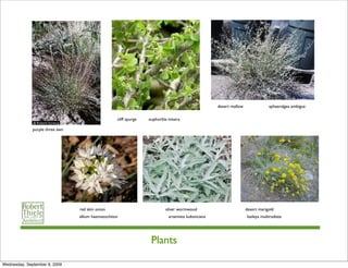 desert mallow               sphaeralgea ambigua

                                                    cliff spurge   euphorbia misera

              purple three awn




                                 red skin onion                            silver wormwood                           desert marigold
                                 allium haematochiton                        artemisia ludoviciana                   baileya multiradiata




                                                                    Plants

Wednesday, September 9, 2009
 