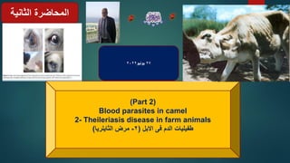27
‫يونيو‬
2022
(Part 2)
Blood parasites in camel
2- Theileriasis disease in farm animals
‫االبل‬ ‫فى‬ ‫الدم‬ ‫طفيليات‬
(
2
-
‫الثايلريا‬ ‫مرض‬
)
‫الثانية‬ ‫المحاضرة‬
 