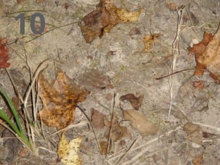 Multisorb Camo Example Camouflage Lesson for Middle School Science, Interactive Slideshow ...