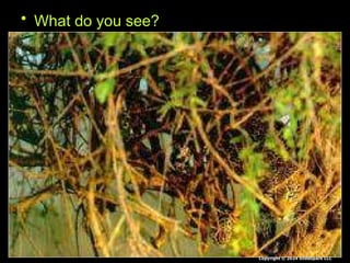 Camouflage Lesson for Middle School Science, Interactive Slideshow ...