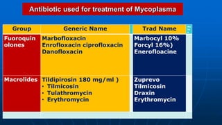Forcyl Injection Part 2 Main Line of Treatment of Mastitis in Farm Animals Prof Dr Hamed ...