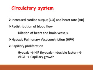 Circulatory system
Increased cardiac output (CO) and heart rate (HR)
Redistribution of blood flow
Dilation of heart and brain vessels
Hypoxic Pulmonary Vasoconstriction (HPV)
Capillary proliferation
Hypoxia → HIF (hypoxia-inducible factor) →
VEGF → Capillary growth
 