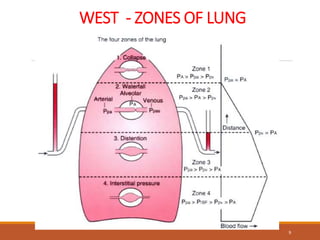 WEST - ZONES OF LUNG
9
 