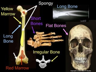 Long
Bone
Short
Bones
Irregular Bone
Flat Bones
Long Bone
Red Marrow
Yellow
Marrow
Spongy
Copyright © 2010 Ryan P. Murphy
 