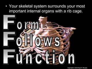 • Your skeletal system surrounds your most
important internal organs with a rib cage.
Copyright © 2010 Ryan P. Murphy
 