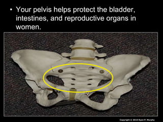 • Your pelvis helps protect the bladder,
intestines, and reproductive organs in
women.
Copyright © 2010 Ryan P. Murphy
 