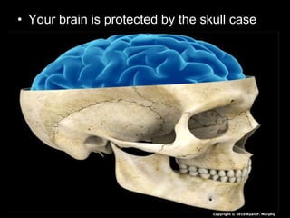 • Your brain is protected by the skull case
Copyright © 2010 Ryan P. Murphy
 