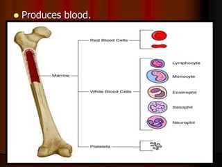  Produces blood.
 