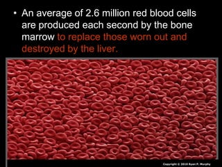 • An average of 2.6 million red blood cells
are produced each second by the bone
marrow to replace those worn out and
destroyed by the liver.
Copyright © 2010 Ryan P. Murphy
 