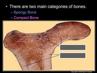 • There are two main categories of bones.
– Spongy Bone
– Compact Bone
Copyright © 2010 Ryan P. Murphy
 