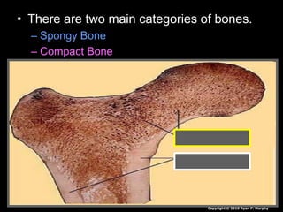 • There are two main categories of bones.
– Spongy Bone
– Compact Bone
Copyright © 2010 Ryan P. Murphy
 