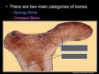 • There are two main categories of bones.
– Spongy Bone
– Compact Bone
Copyright © 2010 Ryan P. Murphy
 